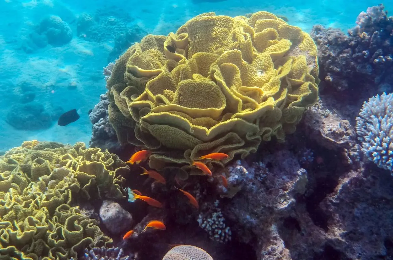 PADI Scuba Diving Courses in Qatar